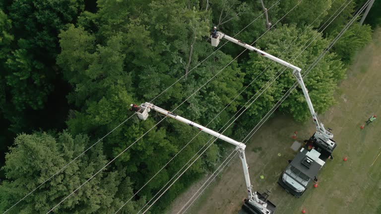 How Our Tree Care Process Works  in  Dade City, FL